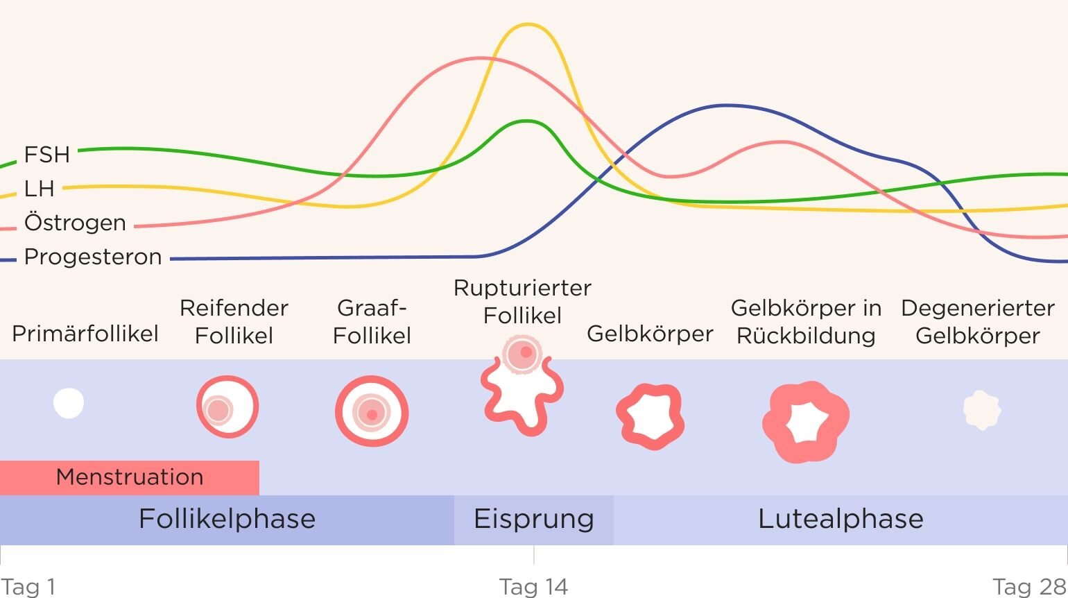 Grafische Darstellung eines Menstruationszyklus, bei dem die unterschiedlichen Hormonausschüttungen von Östrogen, Progesteron, FSH und LH und die Entwicklungsphasen des Follikels, der Eizelle und des Gelbkörpers in Zusammenhang gesetzt werden. Grafische Darstellung eines Menstruationszyklus, bei dem die unterschiedlichen Hormonausschüttungen von Östrogen, Progesteron, FSH und LH und die Entwicklungsphasen des Follikels, der Eizelle und des Gelbkörpers in Zusammenhang gesetzt werden.